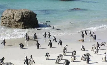 Specie rara de pinguini, filmata cu camera ascunsa