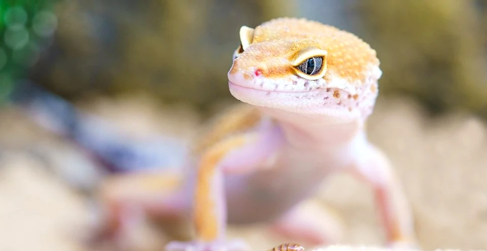 A fost descoperită ”superputerea” şopârlelor gecko