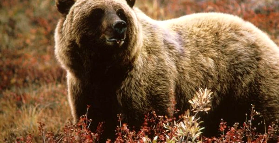 Ursii grizzly vor fi mai flamanzi si mai periculosi decat de obicei