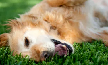 De ce câinii mănâncă iarnă și când ar trebui să fie duși la veterinar?