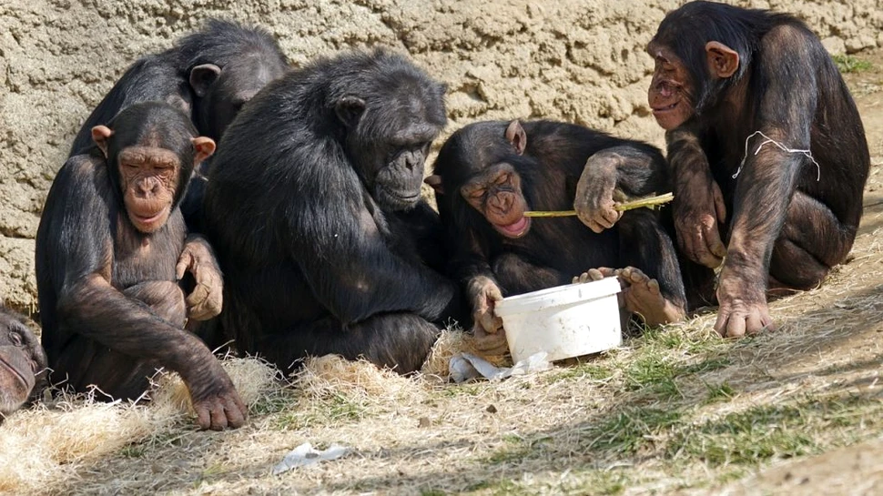 Creierul mai mare ne permite să avem o dexteritate mai bună față de cea a altor primate