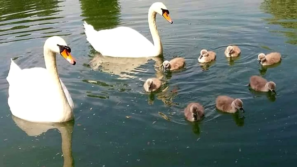 Un primar din Bucureşti caută opt pui de lebădă furaţi din parcul IOR din Capitală
