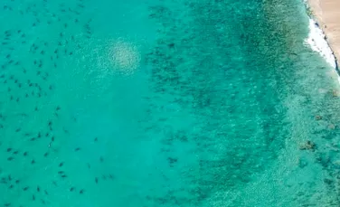 ZECE mii de rechini înoată acum în apropierea plajelor din Florida – FOTO+VIDEO
