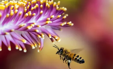 Fertilizatorii utilizați în agricultură modifică felul în care albinele văd o floare și reduc numărul celor care se apropie de o plantă