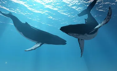 ”Dansul” dintre un neozeelandez şi o balenă ucigaşă a devenit viral-VIDEO