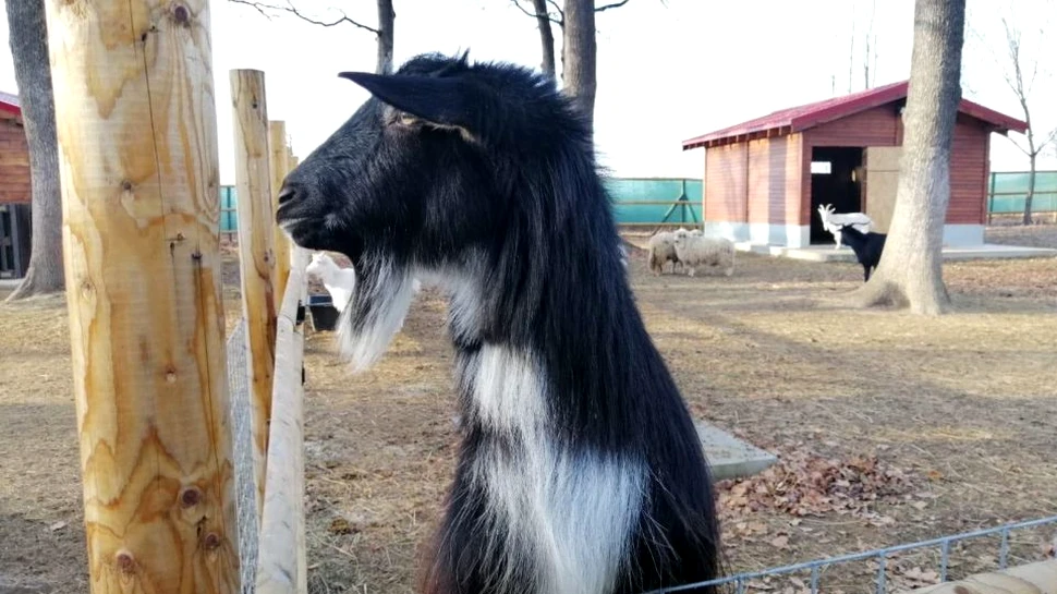 O fermă a animalelor salvate a fost deschisă în cadrul Sanctuarului de Urşi Libearty din Braşov