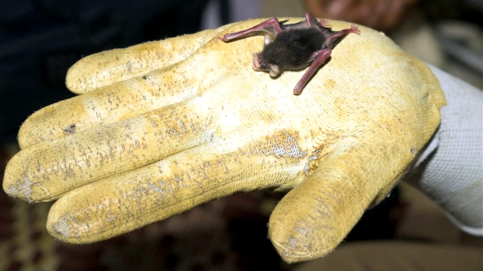 Test de cultură generală. Care este cel mai mic mamifer din lume?