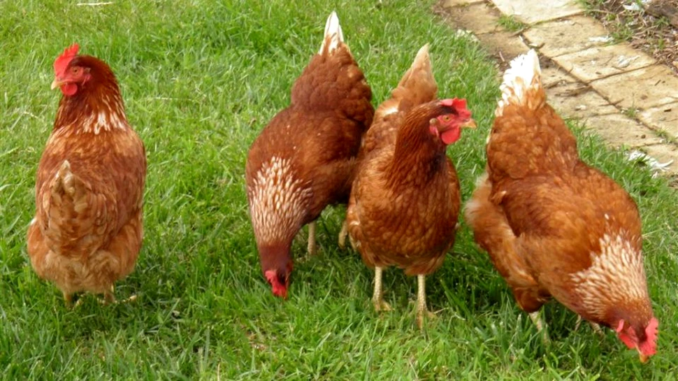 Răzbunarea găinilor! Situaţie inedită la o şcoală de agronomie din Franţa