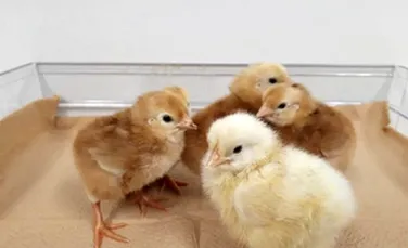Cercetătorii au creat oul de găină pentru oamenii cu alergie la albuș