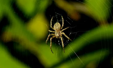 Un nou model statistic ajută cercetătorii să identifice speciile „invizibile” din ecosisteme