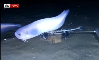 Trei noi specii de peşte au fost descoperite în adâncimile extreme ale Oceanului Pacific