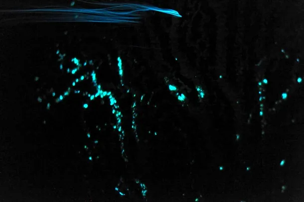 Planctonul care luminează la atingerea altor corpuri 