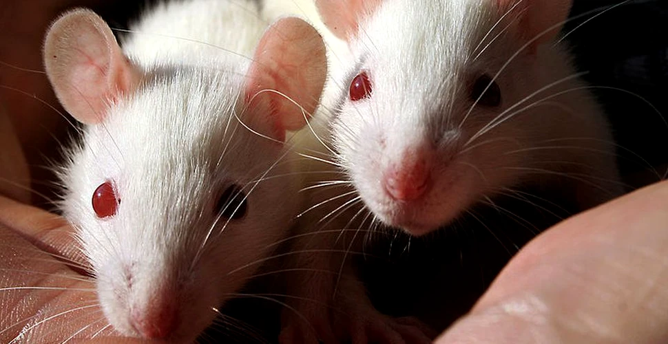Ridurile şi pierdera părului din cauza vârstei au fost inversate în cadrul experimentelor pe şoareci. ”Este fără precedent” – FOTO