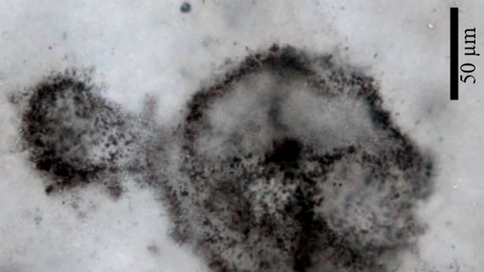 O bacterie neobişnuit de mare, veche de 2,5 miliarde de ani, oferă detalii importante despre evoluţia planetei noastre