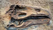 Arheologii au găsit molecule organice în fosile de dinozaur