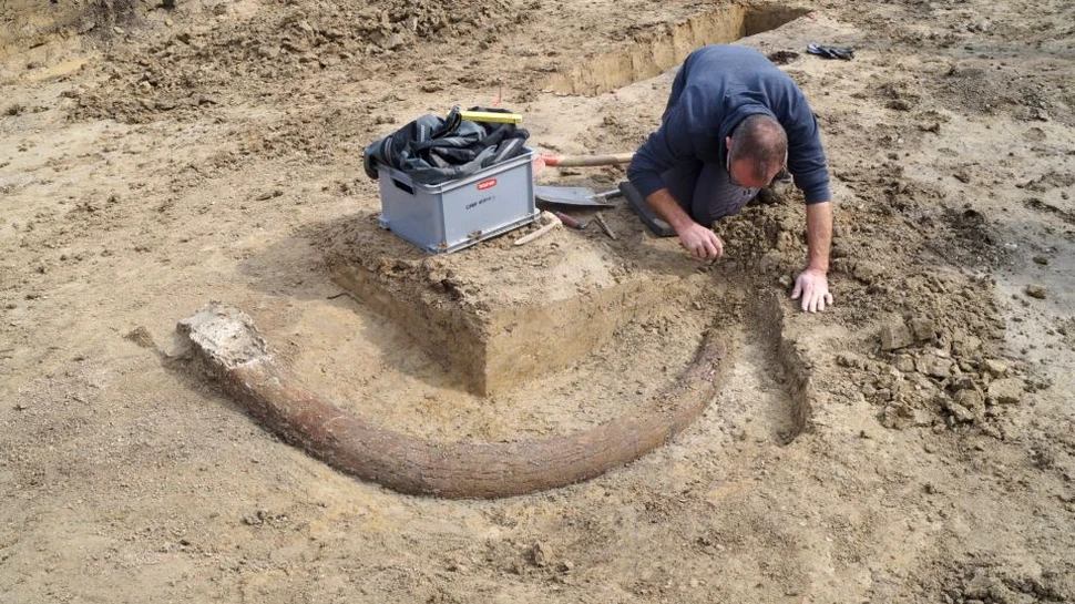 Colţ de mamut descoperit în Germania
