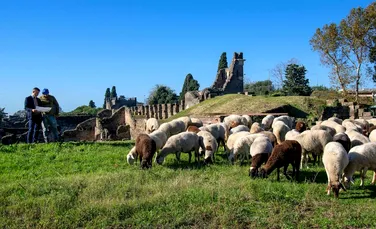 Cum ajută oile la păstrarea ruinelor antice de la Pompeii?