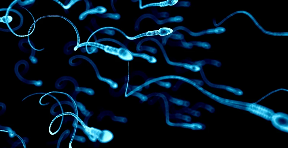 Noi roboţi inspiraţi din spermatozoizi pot înota în organism pentru a administra medicamente