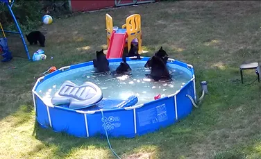 IMAGINI AMUZANTE: O ursoaică împreună cu puii se „relaxează” în piscina unei familii şi se distrează cu jucăriile copiilor – VIDEO