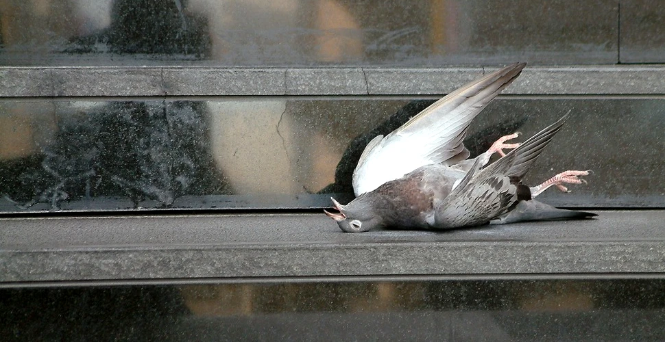 Apocalipsa porumbeilor: Moscova este asaltată de păsări „zombi”, cu comportament bizar