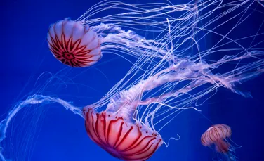 Meduzele suprapopulează apele mărilor, iar bucătarii vor să le mâncăm și caută rețete