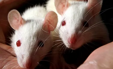 Ridurile şi pierdera părului din cauza vârstei au fost inversate în cadrul experimentelor pe şoareci. ”Este fără precedent” – FOTO