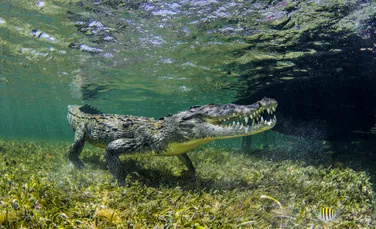 Ce dezvăluie ADN-ul crocodililor despre era glaciară?