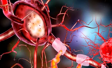 Celulele ”zombie” din creier pot deveni neuroni activi