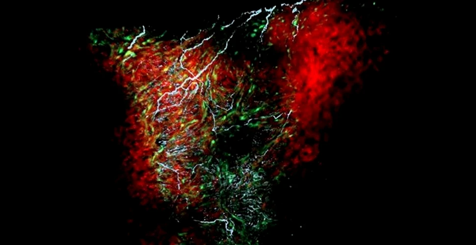 Un nou tip de celule importante pentru puls, găsite în inimă