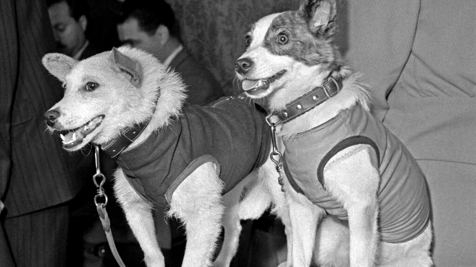 Ziua în care Uniunea Sovietică a făcut istorie cu două căţeluşe: Belka şi Strelka