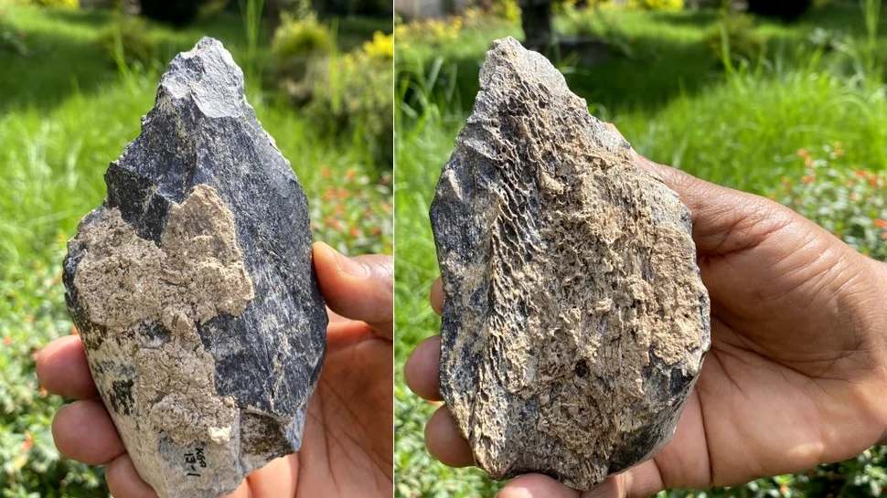 Cercetătorii au descoperit un topor dintr-un os de hipopotam realizat de către un strămoș al omului