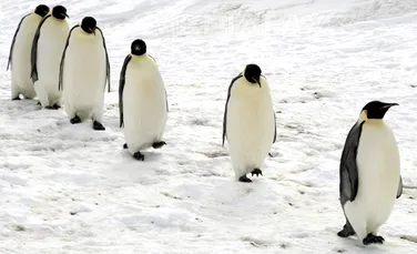 O colonie neştiută de 1,5 milioane de pinguini Adelie a fost descoperită în Antarctica | VIDEO