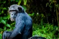 Un studiu a dus la descoperirea unui os misterios în inimile unor cimpanzei