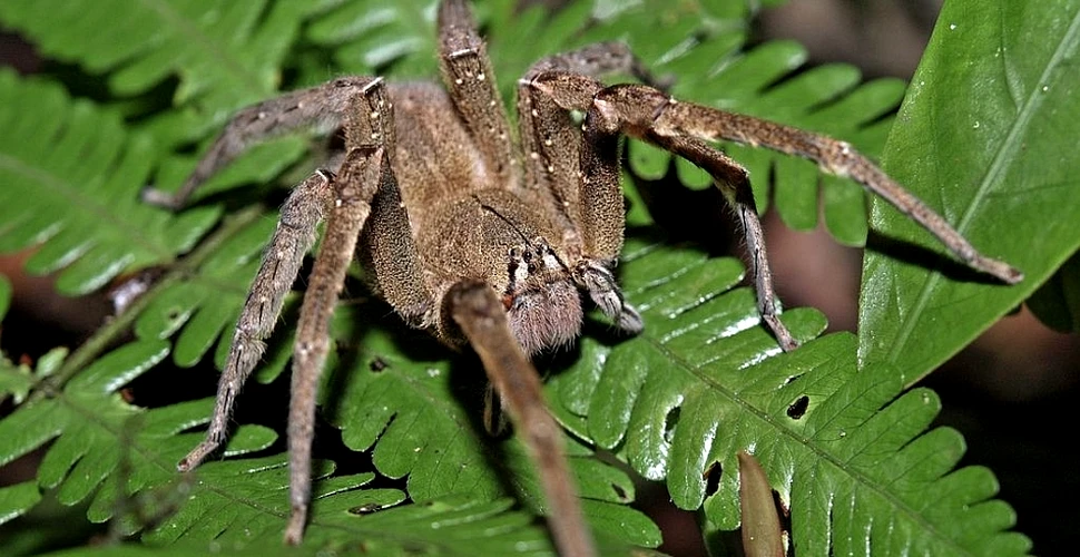„Vagabondul brazilian”: cel mai veninos păianjen din lume
