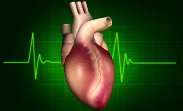 A fost descoperită proteina enigmatică responsabilă pentru formarea bătăilor inimii