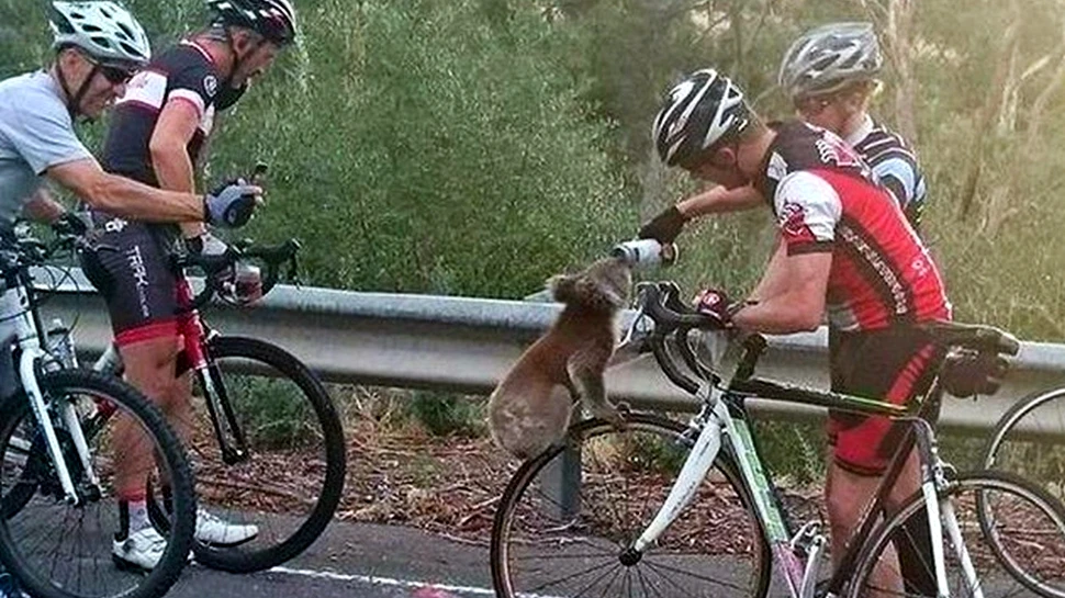 Moment emoţionant în Australia. Un urs koala opreşte un biciclist pentru a-i cere … APĂ – FOTO+VIDEO
