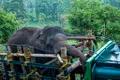 Un elefant care ar fi ucis mai mulți oameni a fost mutat într-o rezervație de tigri