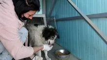Un câine a supravieţuit o lună fără mâncare şi apă