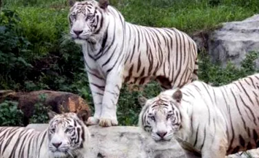 Enigma tigrilor albi a fost dezlegată