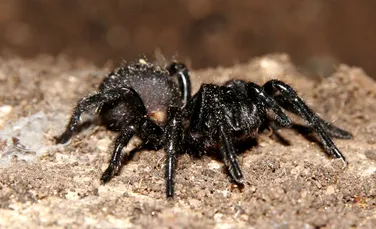 Cercetătorii au aflat de ce veninul păianjenului mascul cu pânză-pâlnie este mult mai puternic decât cel al femelelor