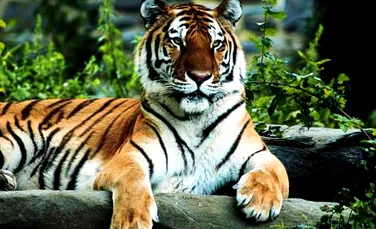 Cu cine se inrudesc tigrii?