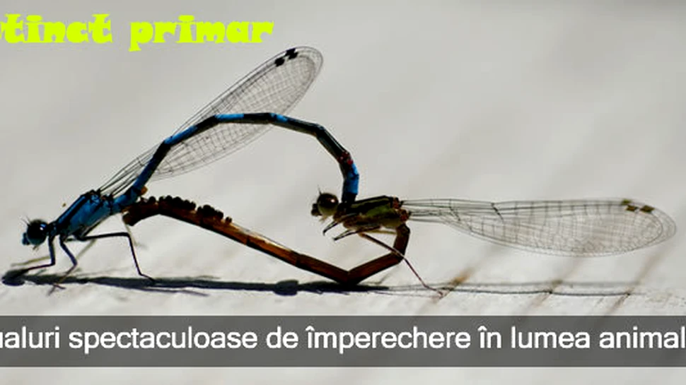 Instinct primar – ritualuri spectaculoase de împerechere în lumea animalelor