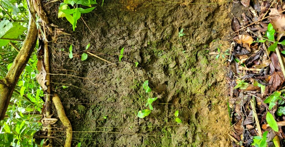 Compoziția bogată a solului amazonian ar putea accelera refacerea pădurilor din întreaga lume