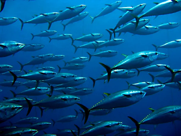 Un banc de toni, cea mai valoroasă specie de peşte oceanic