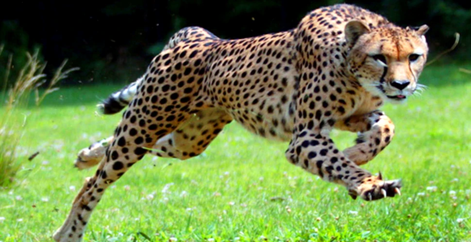 Cel mai rapid animal din lume: o femela ghepard