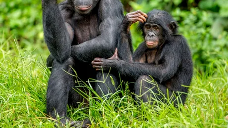 Ce ne poate învăța despre evoluție ritmul actului sexual la bonobo?
