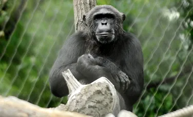 Au fost descoperiţi cimpanzeii care „văd” sunetele!