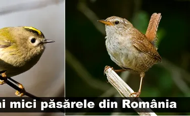 Cele mai mici păsărele din România