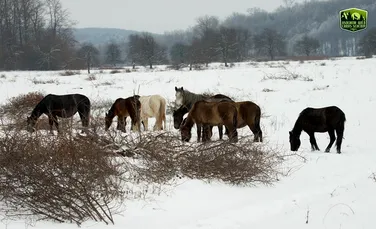 Imagini desprinse din poveşti. Caii sălbatici, surprinşi iarna, la marginea pădurii