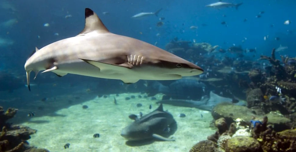 Viața secretă a rechinilor a fost dezvăluită: cultivă rețele sociale surprinzătoare